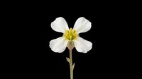 White flower with yellow stamens on a stem, isolated on transparent background. Ready for stickers, t-shirt design, print on demand, sublimation, and clipart use.
