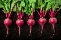 Fresh organic beetroots with bright pink stems and green leaves arranged in row on dark soil background, showing natural growth and harvest concept.