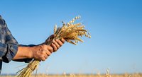 Farmer holding harvested wheat stalks in hand against clear blue sky and field background during harvest season.