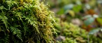 Lush green moss covering tree bark with soft natural light filtering through forest canopy, suitable for nature and botanical backgrounds.