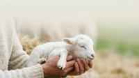 Young lamb resting in farmer's hands outdoors, symbolizing animal care, agriculture, and rural farming practices for livestock and pastoral themes.