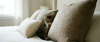 Tabby cat resting among soft pillows and cushions on a bed near a bright window, conveying comfort and relaxation for home decor and lifestyle content.