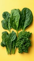 Fresh spinach leaves and curly kale arranged on bright yellow background, showcasing leafy greens rich in nutrients for healthy eating and cooking.