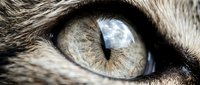 Close-up of a cat's eye with vertical pupil, gray and amber iris, and detailed fur texture surrounding the eye area.