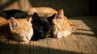 Three adorable kittens sleeping peacefully together on textured fabric in warm sunlight creating cozy domestic pet scene for animal lovers and home decor.