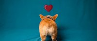 Adorable orange corgi dog sitting with back turned showing fluffy bottom against teal blue background with red heart above for pet love concept.