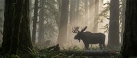 Majestic moose silhouette standing in misty forest with dramatic sunlight filtering through tall trees creating atmospheric woodland scene for nature photography.