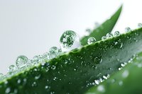 Macro photography of morning dew drops on green leaf surface showing nature's purity and freshness, captured with shallow depth of field for artistic effect.