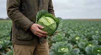 Farmer holding fresh cabbage head in agricultural field during harvest season for organic farming and healthy vegetable production.