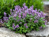 Purple flowering catmint plant growing on natural stone in garden, fresh green foliage and delicate lavender blooms create soft natural border landscape.
