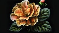 Blooming peach and golden rose with layered petals and green foliage isolated on dark background, suitable for botanical designs and floral artwork projects.