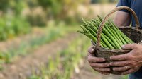 Fresh green beans in wicker basket held by farmer in field. Organic vegetable harvest, local farming, and sustainable agriculture concept for food production and healthy eating.