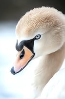 Close-up portrait of elegant white mute swan head with distinctive black beak and pale blue eye against soft blurred background, showing detailed feather texture.