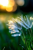 Delicate dandelion seeds catch golden sunlight and morning dew drops, creating ethereal natural macro photography against blurred green background at sunrise.