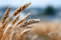 Golden wheat ears swaying in breeze against blurred rural landscape, showcasing agricultural harvest season and natural grain production.