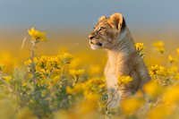 Young lion cub sitting alert in field of yellow wildflowers during golden hour, side profile view showing facial features and expression against blurred natural background.