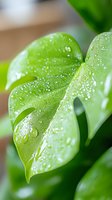Fresh green monstera leaf with morning dew drops in macro shot. Natural water condensation creates sparkling effect on tropical foliage surface.