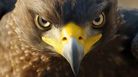 Close up portrait of majestic eagle with piercing yellow eyes and sharp curved beak against dark background, dramatic lighting emphasizes fierce predator expression.