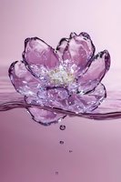 Translucent pink water flower with delicate petals floating on rippling surface, droplets falling beneath creating artistic splash effect in soft purple tones.