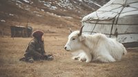 Young Asian woman sitting on grassland beside white yak with traditional yurt in background, showcasing nomadic lifestyle in rural Mongolia.