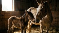Adult female goat and young kid goat bonding in rustic barn setting with natural light, suitable for agriculture, farming, livestock, and animal care content.