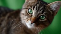 Close up portrait of tabby cat with striking green eyes and soft fur against blurred green background, showing curious expression and detailed whiskers.