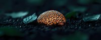 Glowing brain emerging from dark ground with green foliage backdrop creates mysterious atmosphere for concepts of mind, consciousness and intelligence.