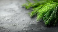 Fresh green dill herbs on dark slate stone background with copy space for culinary cooking and seasoning applications.