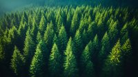 Lush evergreen forest canopy with sunlit pine trees creating a natural pattern, aerial view showing dense woodland wilderness in vibrant green tones.