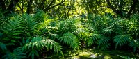 Lush green fern foliage creates a dense forest canopy with dappled sunlight filtering through leaves, suitable for nature, botanical, and environmental design projects.