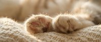 Adorable newborn kitten paws resting on soft knitted blanket in warm golden sunlight. Cozy pet comfort and peaceful sleep concept for home decor.