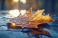 Autumn oak leaf with water drops on blue surface in golden sunlight, macro photography with selective focus and bokeh effect creates dreamy atmosphere.
