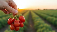 Hand holding fresh ripe cherry tomatoes at sunset in agricultural field with crop rows. Organic farming harvest concept for healthy food production.