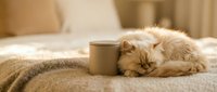 Fluffy cream Persian cat sleeping beside a mug on a cozy bed with soft warm tones, evoking comfort and relaxation at home.