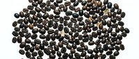 Fresh roasted coffee beans scattered on white background, perfect for cafe branding, food packaging design, and culinary marketing materials.