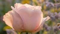 Soft pink rose bloom with delicate petals in warm sunlight, romantic garden flower for wedding, Valentine's Day, and spring celebration designs.