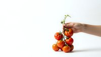 Hand holding fresh ripe tomatoes on vine against clean white background. Organic red tomatoes with green stems for healthy cooking and nutrition.