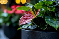 Red anthurium flower with glossy heart-shaped leaves in black modern planter against blurred bokeh background, macro close-up view showing tropical plant details.