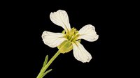 Delicate white flower with yellow center isolated on transparent background, ready for t-shirt designs, clipart, stickers, sublimation, and print-on-demand projects.