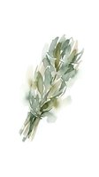 Watercolor illustration of dried herb bundle with sage green and cream tones, isolated on white background for botanical design, packaging, and editorial use.