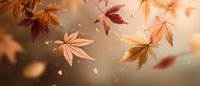 Autumn maple leaves falling in golden sunlight, creating a warm seasonal atmosphere with red and orange foliage dancing in the breeze.