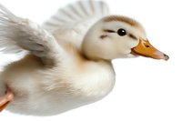 Young white duckling with spread wings in flight against white background, isolated on pure white for easy digital composition and design projects.