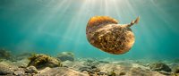 Stingray gliding gracefully through crystal clear turquoise ocean waters above sandy coral reef bottom with dramatic sunbeams filtering down from surface.