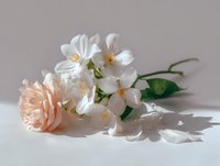 Delicate arrangement of white jasmine flowers and a soft peach rose on white surface with gentle shadows against neutral background.