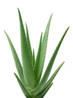 Aloe vera plant with pointed green leaves isolated on white background, ready for design, botanical, and wellness graphic projects.