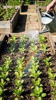 Hand watering young lettuce seedlings with metal watering can in raised bed vegetable garden. Fresh green plants growing in organic soil during spring season.