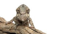 Chameleon reptile sitting on wooden branch against white background, exotic pet lizard with textured skin and prominent eyes for wildlife photography.