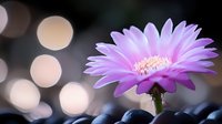 Purple gerbera daisy flower blooming with soft bokeh lights background. Single fresh blossom with delicate petals and yellow center for spring garden decor.