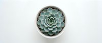 Small green succulent plant in white ceramic pot viewed from above on clean white background for home decor and gardening projects.