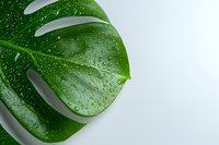 Fresh monstera leaf with water drops on vibrant green surface against white background, macro photography showing natural texture and morning dew.